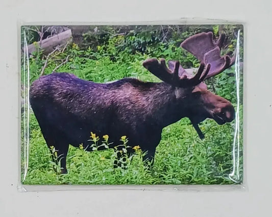 Moose Magnet Round The Mountain Gift Shop
